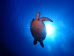 青い海狙って、黒島ポイントまで遠征！！