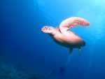 少し、海況落ち着いてきました！！