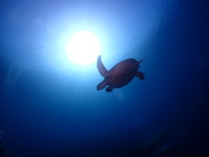 ウミガメ