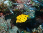 ミナミハコフグの幼魚、まだいましたー！！