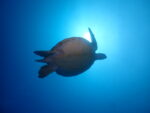 北からの波を避けて、黒島ポイントまで遠征！！